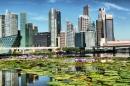 Lotus Flowers and Singapore skyline