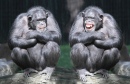 Chimpanzees Having Fun