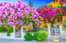 Greek House with Bougainvillea