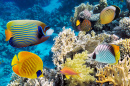 Underwater Landscape with Fish and Corals