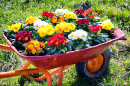 Flowers in an Old Cart