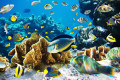 Tropical Fish on a Coral Reef