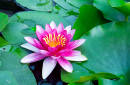 Pink Waterlily in the Pond
